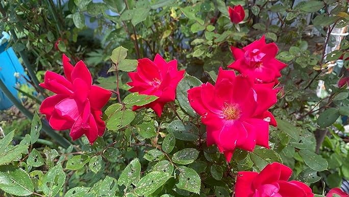 Amazon.com : Root 98 Warehouse Knockout Double Red Rose, 1g